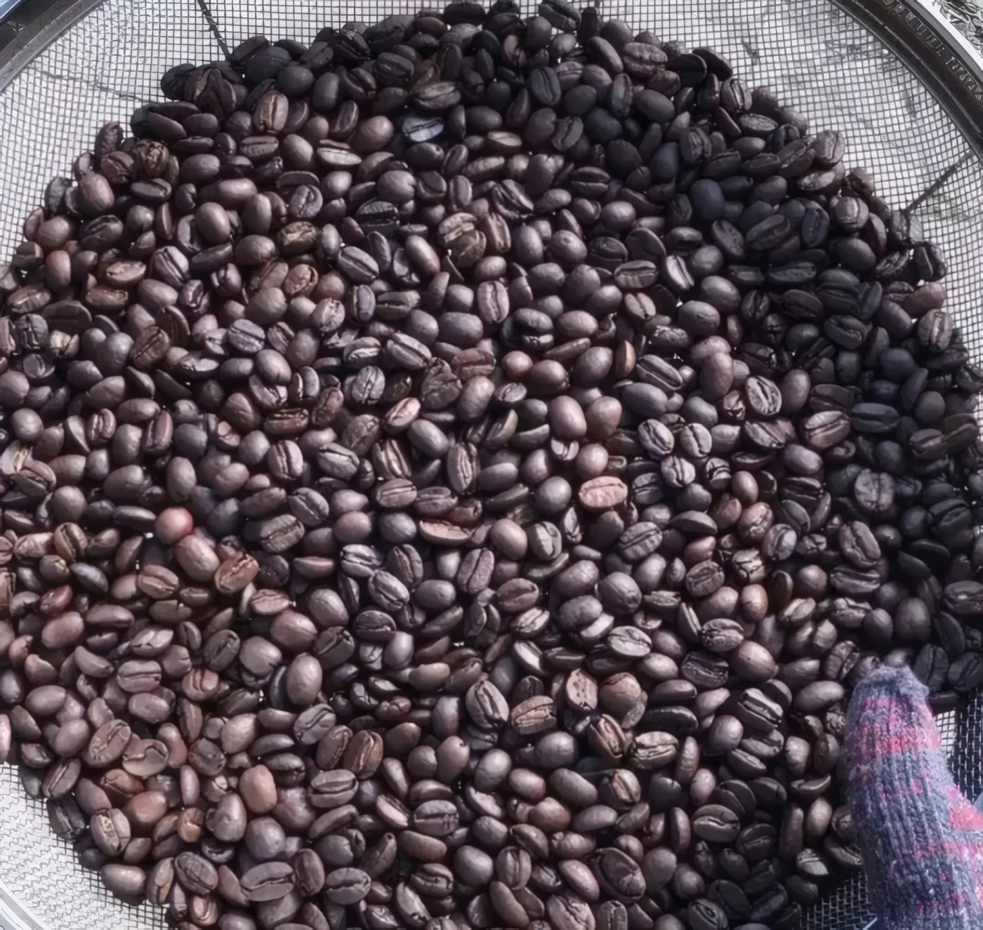 ざるに広げた焙煎したてのコーヒー豆